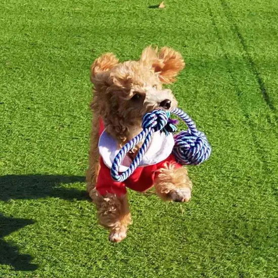 Novo design rolando cachorro jogar bola quebra-cabeça e brinquedo de mastigar para animais de estimação trata bola de borracha brinquedo rolagem infinita brinquedos para cães